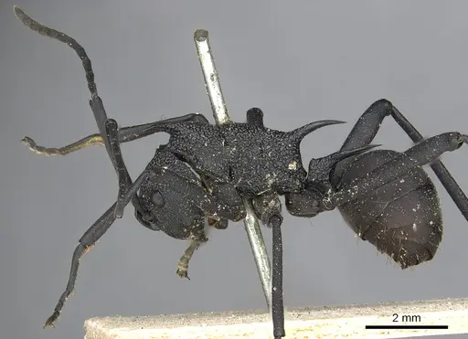 Polyrhachis armata - CASENT0901854