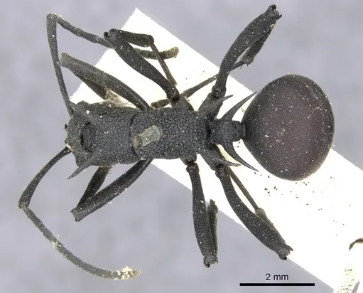 Polyrhachis armata - CASENT0903381