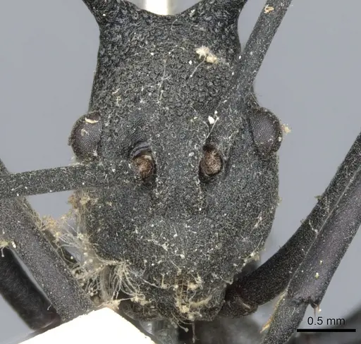 Polyrhachis armata - CASENT0903381