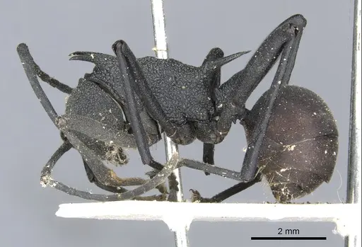 Polyrhachis armata - CASENT0903381