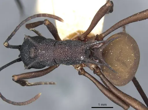 Polyrhachis armata - CASENT0910861