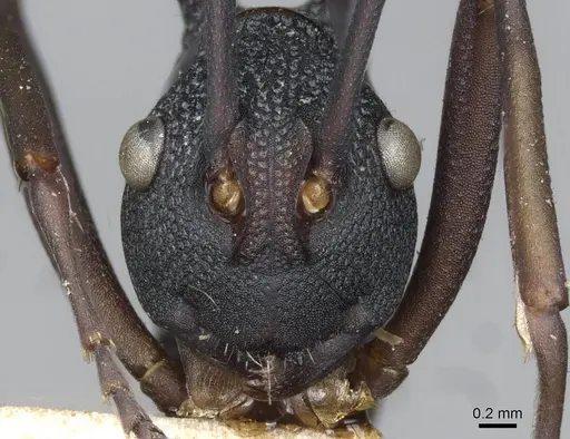Polyrhachis armata - CASENT0910861