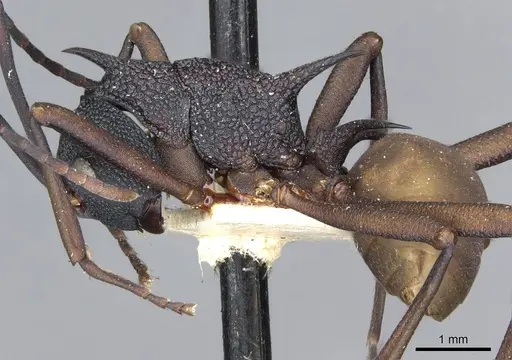 Polyrhachis armata - CASENT0910861