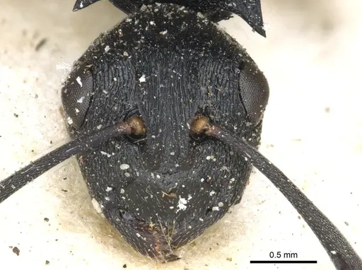 Polyrhachis arnoldi specimen