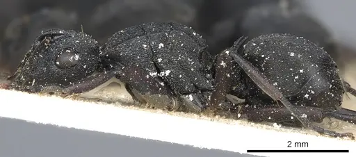 Polyrhachis arnoldi specimen