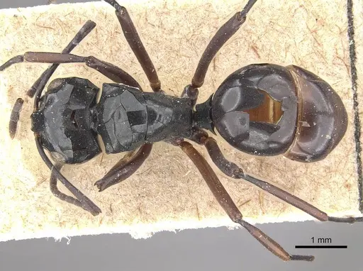 Polyrhachis aruensis specimen