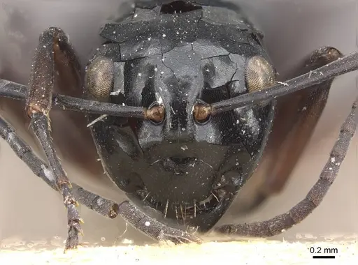 Polyrhachis aruensis specimen