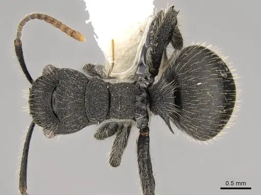 Polyrhachis asomaningi specimen
