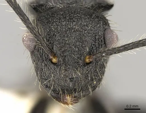 Polyrhachis asomaningi specimen