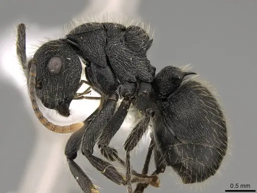 Polyrhachis asomaningi specimen