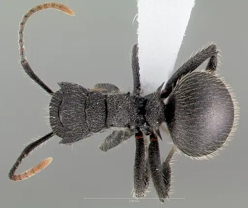 Polyrhachis asomaningi - CASENT0415705