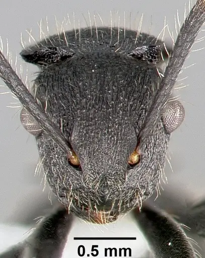 Polyrhachis asomaningi - CASENT0415705