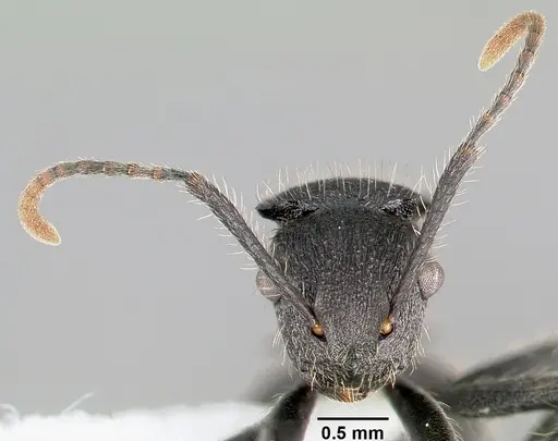 Polyrhachis asomaningi - CASENT0415705