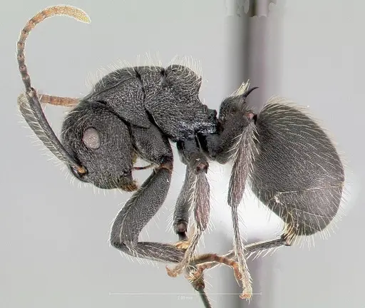 Polyrhachis asomaningi - CASENT0415705