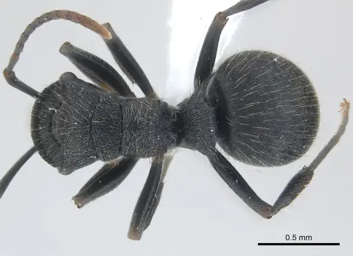 Polyrhachis asomaningi - CASENT0415807