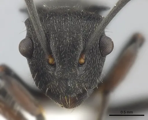 Polyrhachis asomaningi - CASENT0415807