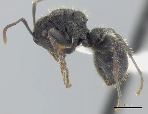 Polyrhachis asomaningi - CASENT0415807