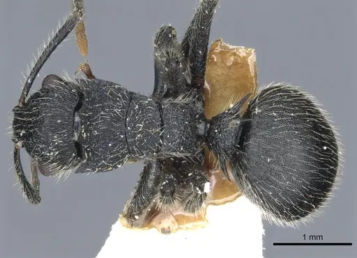 Polyrhachis asomaningi - CASENT0903455