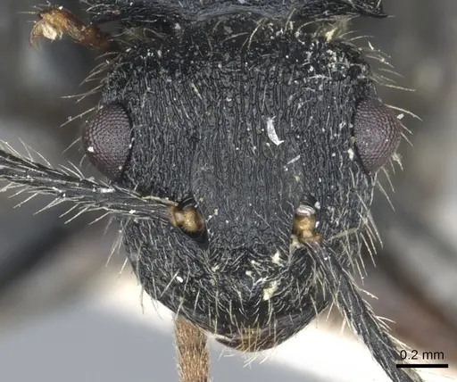 Polyrhachis asomaningi - CASENT0903455