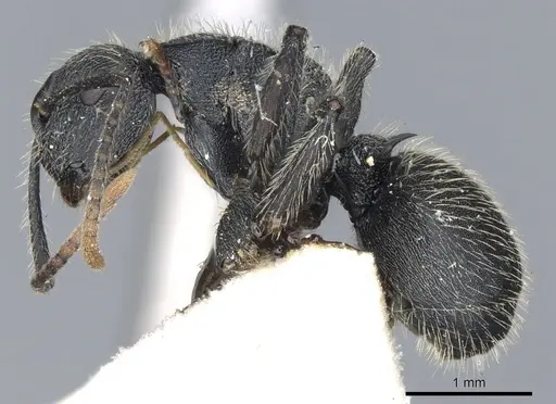 Polyrhachis asomaningi - CASENT0903455