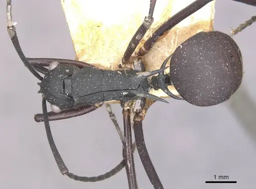 Polyrhachis aspasia specimen