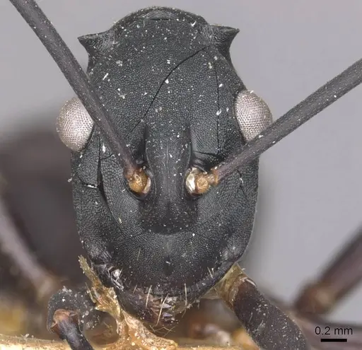 Polyrhachis aspasia specimen