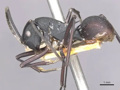 Polyrhachis aspasia specimen