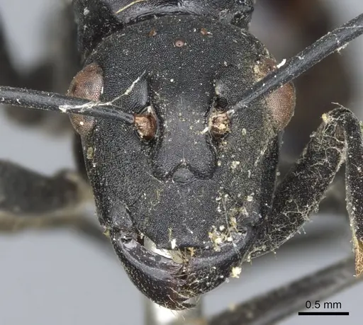Polyrhachis atossa specimen