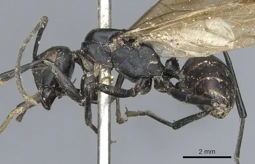 Polyrhachis atossa specimen