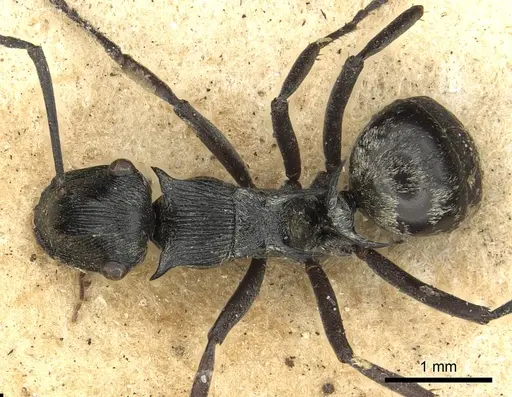 Polyrhachis atropos specimen