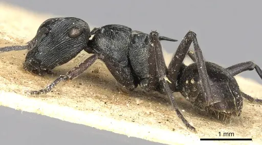 Polyrhachis atropos specimen