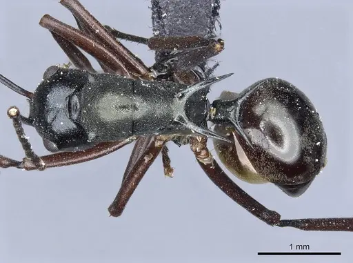 Polyrhachis atrovirens specimen
