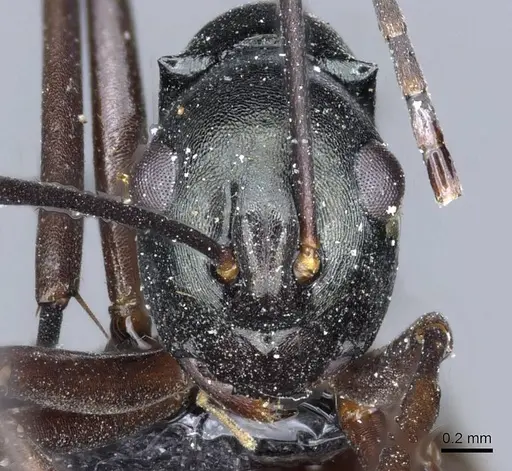 Polyrhachis atrovirens specimen