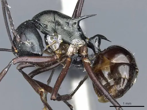 Polyrhachis atrovirens specimen