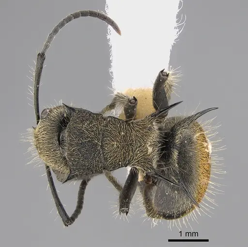 Polyrhachis aurea specimen