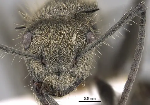 Polyrhachis aurea specimen