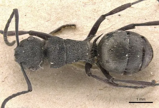 Polyrhachis aurea - CASENT0905582