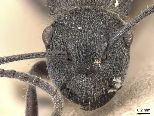 Polyrhachis aurea - CASENT0905582