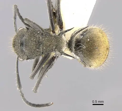 Polyrhachis aurea - CASENT0906752