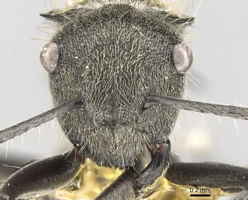 Polyrhachis aurea - CASENT0906752