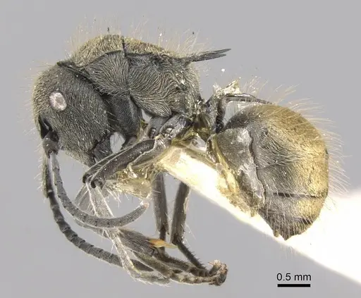 Polyrhachis aurea - CASENT0906752