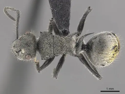 Polyrhachis aurea - CASENT0910818