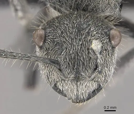 Polyrhachis aurea - CASENT0910818