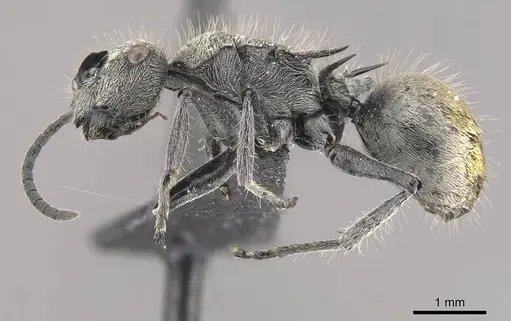 Polyrhachis aurea - CASENT0910818