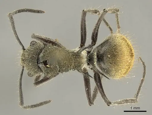 Polyrhachis aurea - CASENT0915609