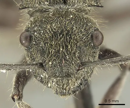 Polyrhachis aurea - CASENT0915609