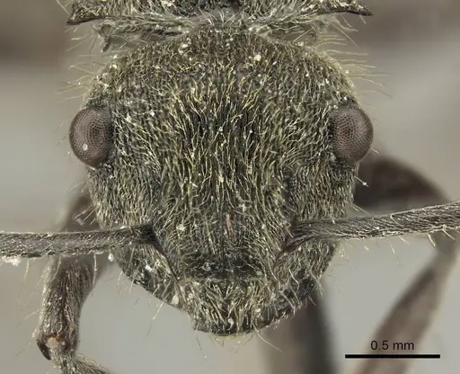 Polyrhachis aurea - CASENT0915609