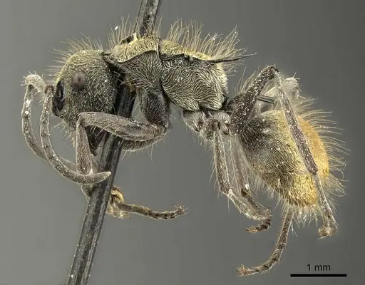 Polyrhachis aurea - CASENT0915609