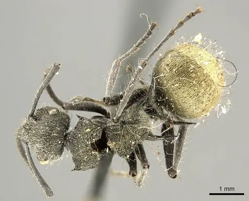 Polyrhachis aurea - CASENT0915815
