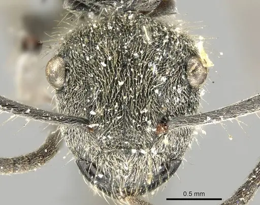 Polyrhachis aurea - CASENT0915815